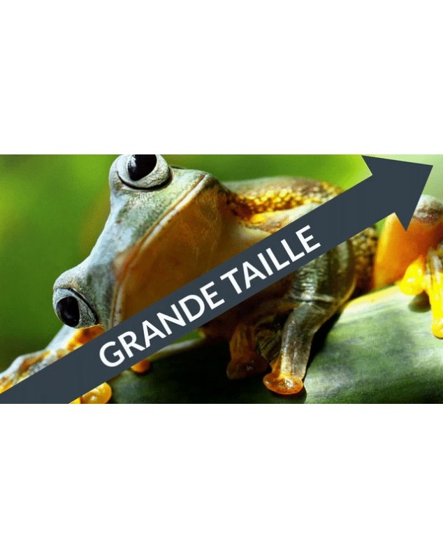 C'EST TROP BÊTES : Des photos d'animaux en LIBERTÉ.